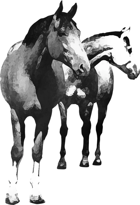 Centre équestre Cheval Centaure Haute-Correze, Saint-Fréjoux — deux chevaux